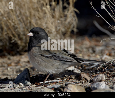 Oregon junco (Junco hyemalis oreganus), Abiquiu Lago, Nuovo Messico, Stati Uniti d'America, America del Nord Foto Stock