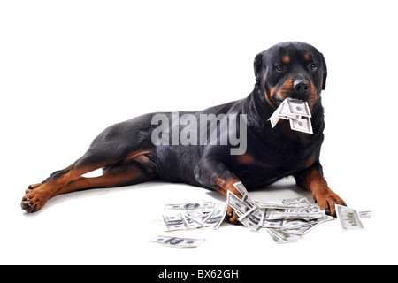 Funny rottweiler detiene Dollari in bocca, isolato sfondo bianco Foto Stock