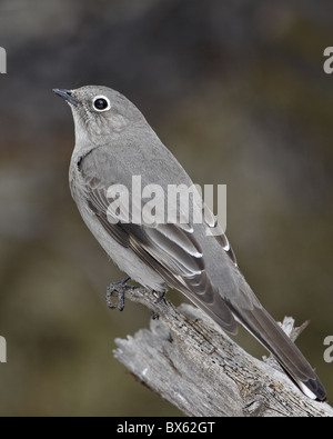 Townsend's solitaire (Myadestes townsendi), Abiquiu Lago, Nuovo Messico, Stati Uniti d'America, America del Nord Foto Stock