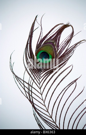Un pavone feather close up Foto Stock