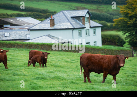 Mucche nel campo Foto Stock