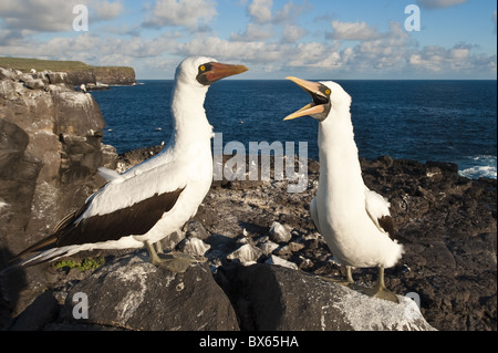 Nazca Booby (Sula dactylatra), punto Suarez, Isla Española (Cappa isola), Isole Galapagos, Sito Patrimonio Mondiale dell'UNESCO, Ecuador Foto Stock