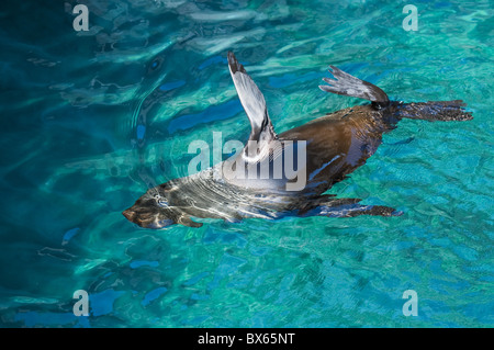 Fur Sea Lion, Porto Egas, Isla Santiago, Isole Galapagos, Sito Patrimonio Mondiale dell'UNESCO, Ecuador Foto Stock