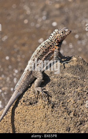 Lucertola di lava, Porto Egas, Isla Santiago, Isole Galapagos, Sito Patrimonio Mondiale dell'UNESCO, Ecuador Foto Stock