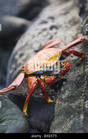 Sally lightfoot crab e iguane marine, Espinosa Point, Isla Fernandina, Isole Galapagos, Sito Patrimonio Mondiale dell'UNESCO, Ecuador Foto Stock