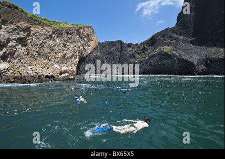 Lo snorkeling a Vincente Roca punto su Isla Isabela (Isabela Island), Isole Galapagos, Sito Patrimonio Mondiale dell'UNESCO, Ecuador Foto Stock