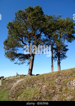 Pino silvestre contro il cielo blu Foto Stock