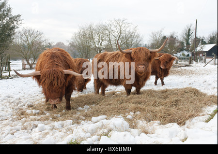 Aberdeen Angus allevare il bestiame vivo in condizioni difficili a causa di una forte caduta di neve Foto Stock