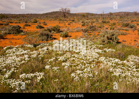 Fiori Selvatici bianchi sulla terra rossa sulla barriera autostrada tra Broken Hill e Wilcannia Road, Nuovo Galles del Sud Foto Stock