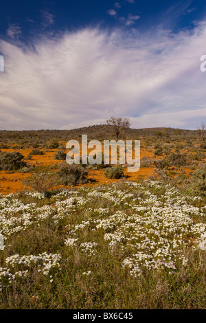 Fiori Selvatici bianchi sulla terra rossa sulla barriera autostrada tra Broken Hill e Wilcannia Road, Nuovo Galles del Sud Foto Stock