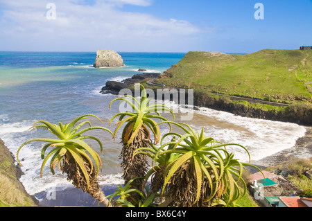 Porto da Cruz, Madeira, Portogallo, Atlantico, Europa Foto Stock