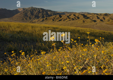 Deserto oro girasoli (Geraea canescens) Foto Stock