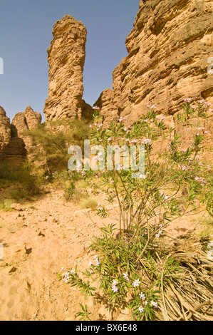 Essendilene Gorge, vicino Djanet, Sud dell'Algeria, del Nord Africa e Africa Foto Stock