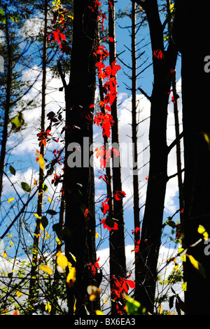 Bosco autunnale, Ucraina Foto Stock