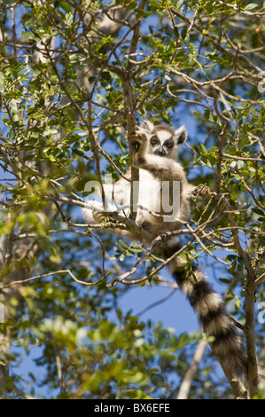Anello-tailed Lemur (Lemur catta), Berenty Riserva Privata, Madagascar, Africa Foto Stock