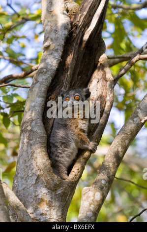 Bianco-footed lemure sportive (Lepilemur leucopus), Berenty Riserva Privata, Madagascar, Africa Foto Stock