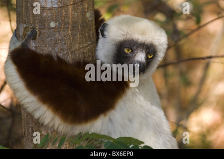 Coquerel il sifaka (Propithecus coquereli), Ankarafantsika Parco Nazionale, Madagascar, Africa Foto Stock