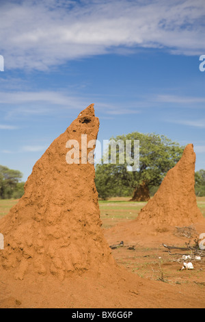 Di forma conica tumuli creata da una colonia di termite, Namibia, Africa Foto Stock