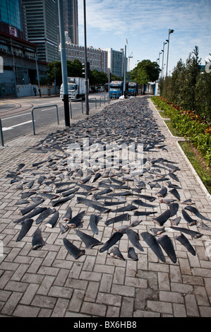 Hong Kong, 10 Dicembre 2010 più di 1000, fresche sharkfins sono essiccazione sul tappetino Fung Street sull isola di Hong Kong. Foto Stock