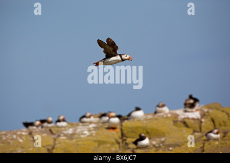 Puffin volare sopra le farne Islands - Fratercula arctica Foto Stock