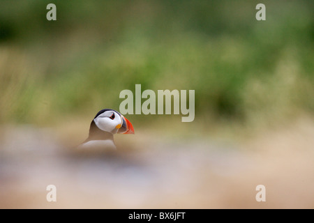 Puffin sull isola di fiocco, farne Islands, Northumberland Foto Stock