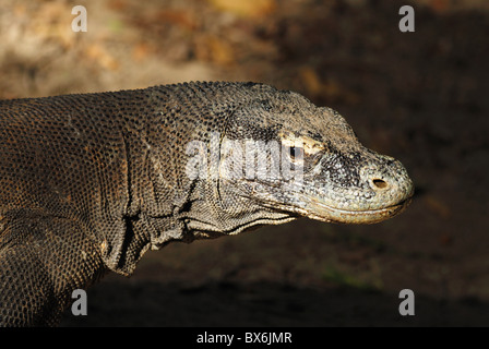 Wild drago di Komodo (Varanus komodoensis), Indonesia a luglio 2007. Foto Stock