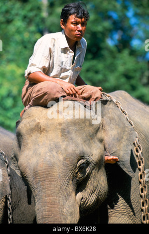 Elephant Camp, Ayeyarwaddy Divisione, Myanmar (Birmania), Asia Foto Stock