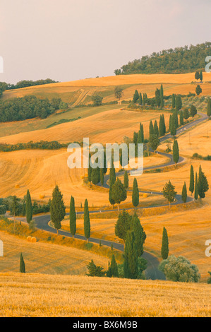 Cipressi lungo la strada di campagna nei pressi di Pienza, Val d'Orica, in provincia di Siena, Toscana, Italia, Europa Foto Stock