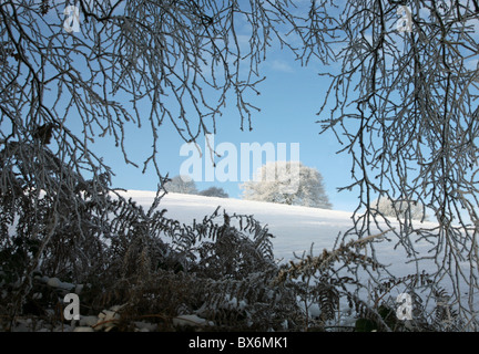 Una vista attraverso i rami di alberi e cespugli coperti di trasformata per forte gradiente gelo su una soleggiata coperta di neve in inverno del giorno Foto Stock