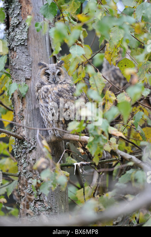 Comune di gufo comune (Asio otus) poggiante su un albero morto in autunno - Germania Foto Stock