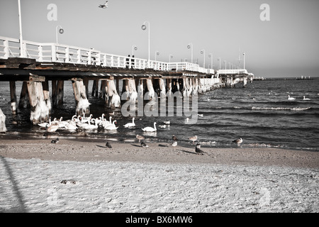 Cigni al molo in legno, Sopot, Polonia Foto Stock