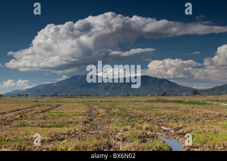 Intorno a Deltebre, Parco Naturale del Delta de l'Ebre, Tarragona, Spagna Foto Stock