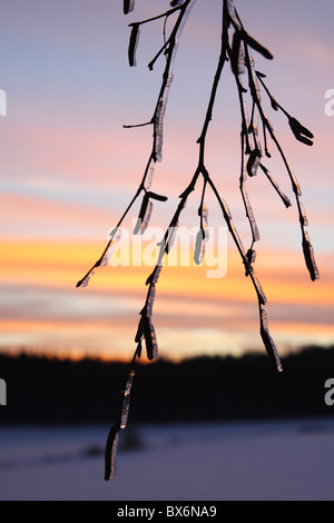 Formazioni di ghiaccio su un ramo di albero, acquisite a sunrise dopo una lunga notte fredda. Foto Stock