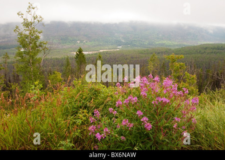 Nebbioso giorno alla Valle di Kootenay Viewpoint, Kootenay National Park, BC, Canada Foto Stock