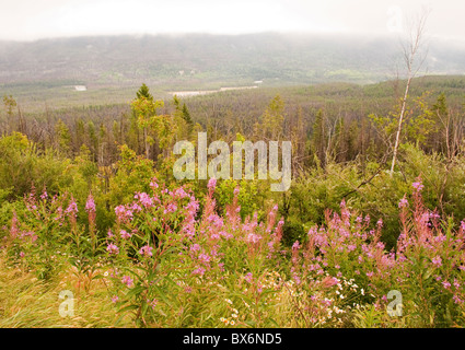 Nebbioso giorno alla Valle di Kootenay Viewpoint, Kootenay National Park, BC, Canada Foto Stock