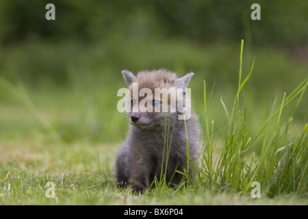 Giovani red fox europea Foto Stock