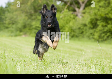 Deutscher Schäferhund, Pastore Tedesco Foto Stock