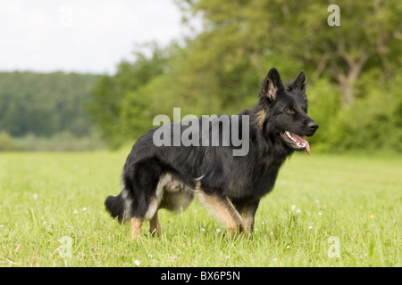 Deutscher Schäferhund, Pastore Tedesco Foto Stock