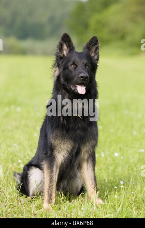 Deutscher Schäferhund, Pastore Tedesco Foto Stock