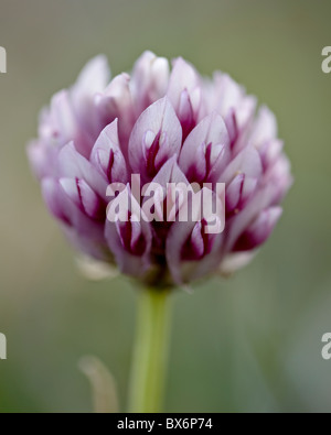 Trifoglio alpino (Trifolium dasyphyllum), Mount Evans, Colorado, Stati Uniti d'America, America del Nord Foto Stock