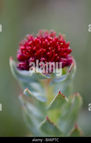 Roseroot (re la corona) (Sedum rosea), Mount Evans, Colorado, Stati Uniti d'America, America del Nord Foto Stock