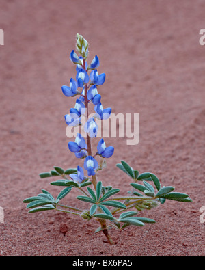 Lupino nana (piccole di lupino) (lupino arrugginito) (Lupinus pusillus), Canyon Country, Utah, Stati Uniti d'America, America del Nord Foto Stock