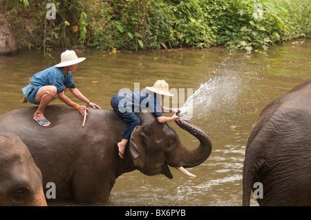 Elephant Conservation Centre, Lampang, Thailandia, Sud-est asiatico, in Asia Foto Stock