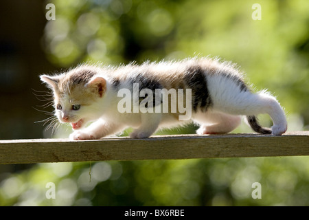 Kaetzchen auf Holzbrett, gattino sulla tavola di legno Foto Stock
