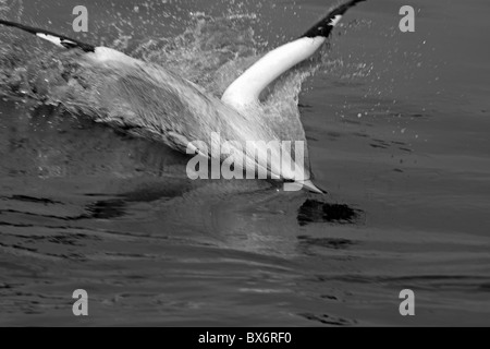 Northern Gannet (Morus bassanus) immersioni in mare. Foto Stock