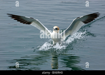 Una Northern Gannet (Morus bassanus) tenuto fuori dalla superficie oceanica. Foto Stock