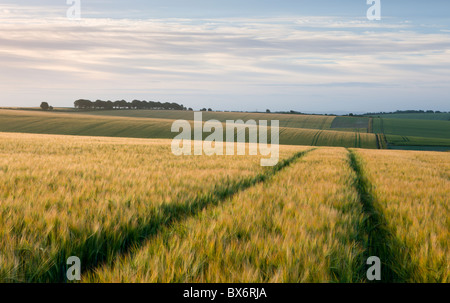 Agricola campi di raccolto nei pressi di Cheesefoot testa nel South Downs National Park, Hampshire, Inghilterra. In estate (Luglio) 2010. Foto Stock