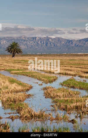 Intorno a Deltebre, Parco Naturale del Delta de l'Ebre, Tarragona, Spagna Foto Stock