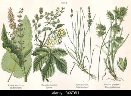 Botanica, quattro illustrazioni, Molo Rosso (Rumex aquaticus), Common Hop (Humulus lupulus), festa delle pecore (Festuca ovina), Gramineae (Dactylis glomerata), circa 1914, diritti aggiuntivi-clearences-non disponibile Foto Stock