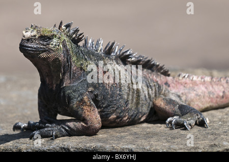 Iguana marina, Porto Egas (James Bay) Isla Santiago (isola di Santiago), Isole Galapagos, Ecuador, Sud America Foto Stock